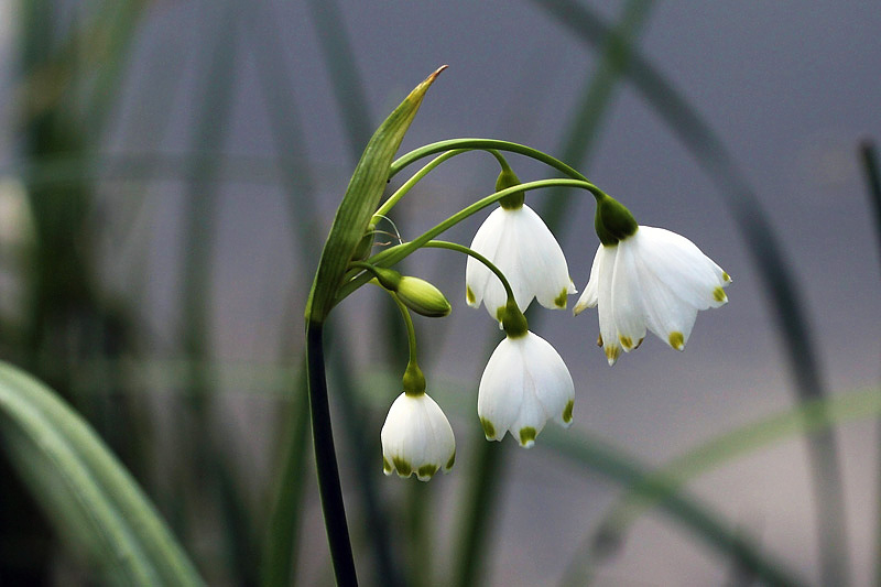 Leucojum aestivum L. subsp. aestivum